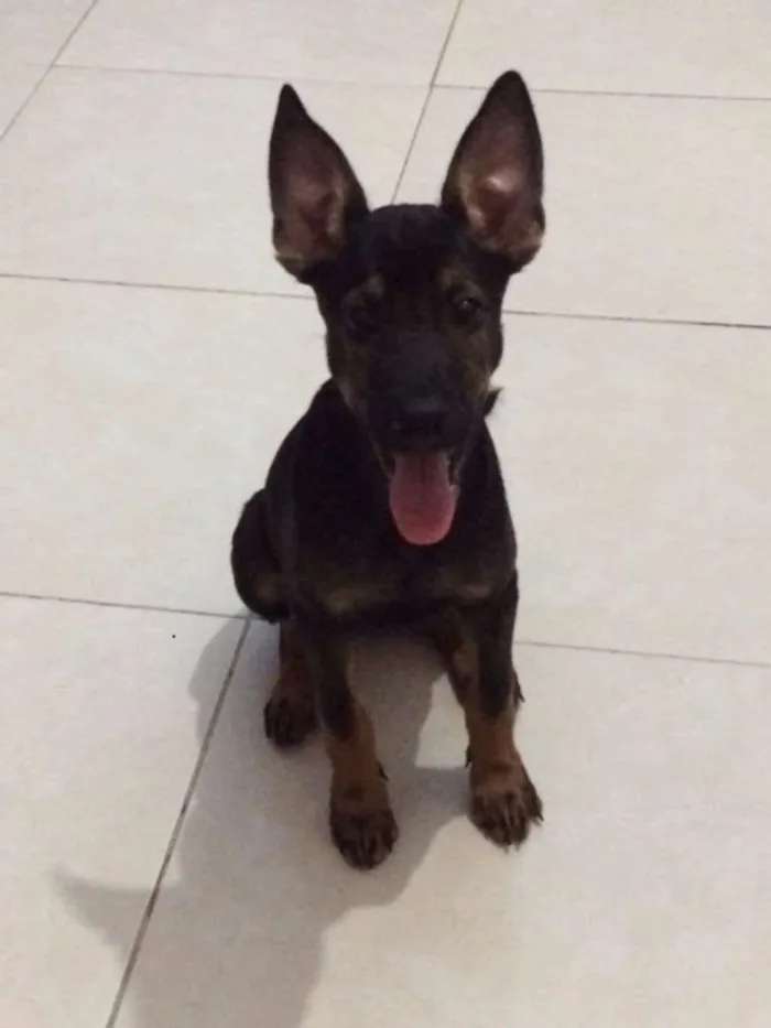 Cachorro ra a mestiça idade 2 a 6 meses nome bela