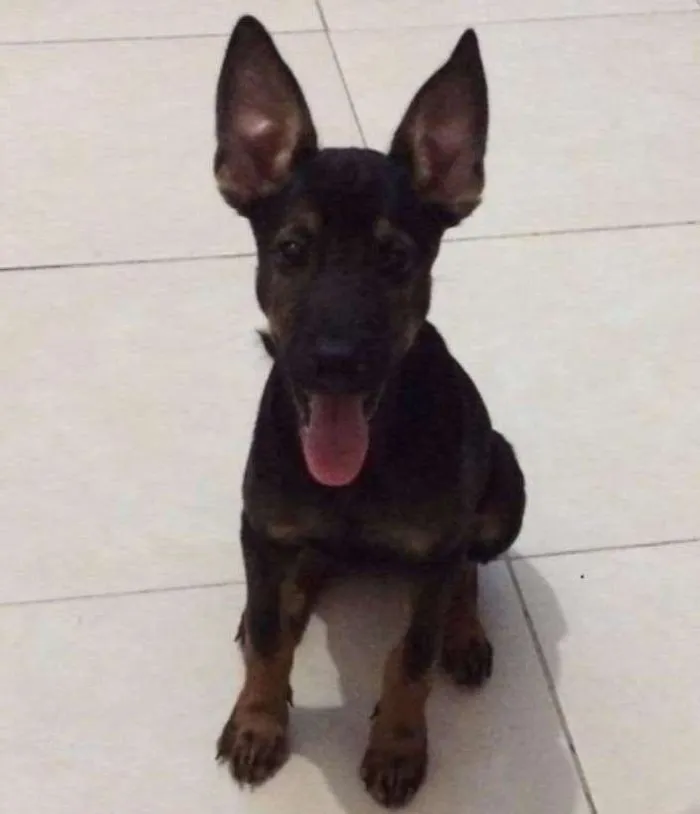 Cachorro ra a mestiça idade 2 a 6 meses nome bela