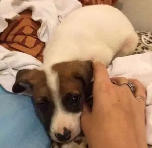 Gato raça VIRA-LATA idade 2 a 6 meses nome BALEIA