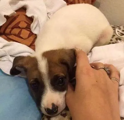 Gato ra a VIRA-LATA idade 2 a 6 meses nome BALEIA
