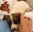 Gato raça VIRA-LATA idade 2 a 6 meses nome BALEIA