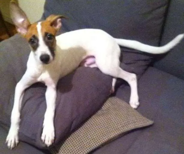 Cachorro ra a Vira-lata idade 2 a 6 meses nome Fidel