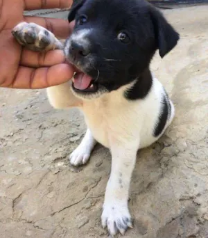 Cachorro raça Indefinida idade Abaixo de 2 meses nome Filhotes