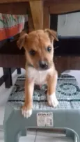 Dudu