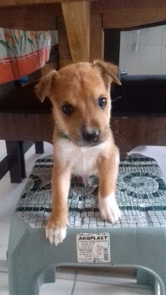 Cachorro ra a Vira-late idade Abaixo de 2 meses nome Dudu