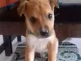 Dudu