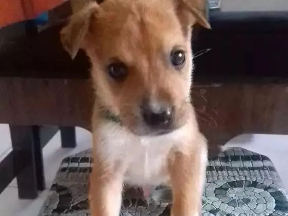 Cachorro ra a Vira-late idade Abaixo de 2 meses nome Dudu