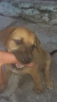 Não tem