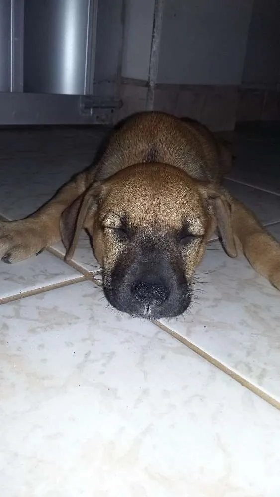 Cachorro ra a Não sei idade Abaixo de 2 meses nome Não tem