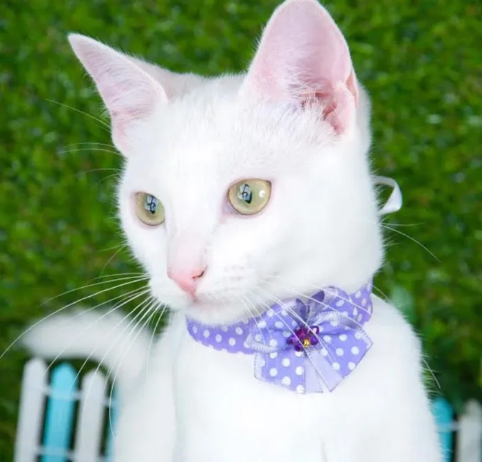 Gato ra a SRD idade 2 a 6 meses nome Gatinha