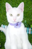 Gatinha