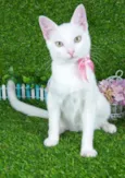 Gatinha