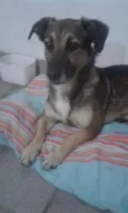 BEM