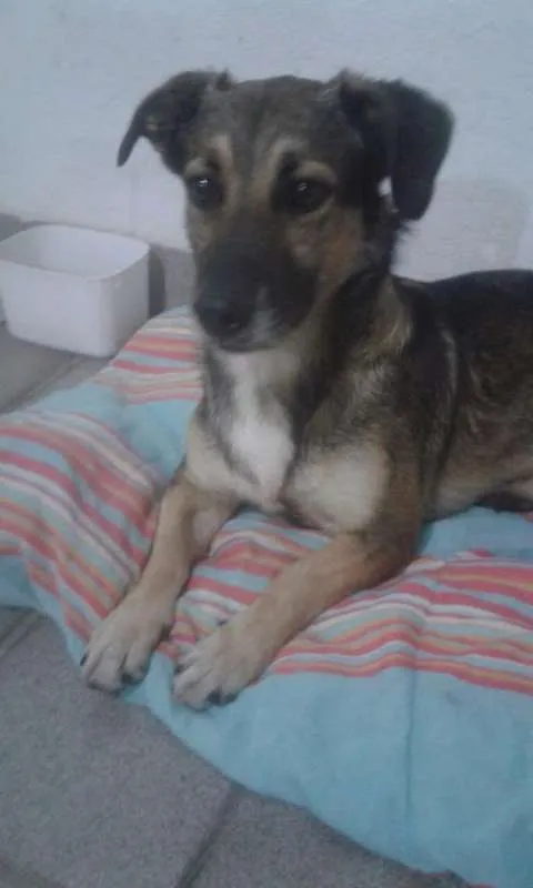 Cachorro ra a SEM RAÇA DEFINIDA idade 2 anos nome BEM