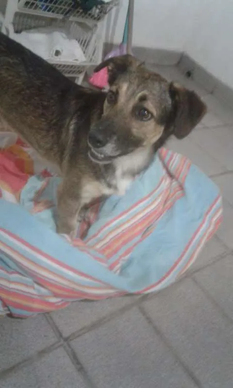 Cachorro ra a SEM RAÇA DEFINIDA idade 2 anos nome BEM