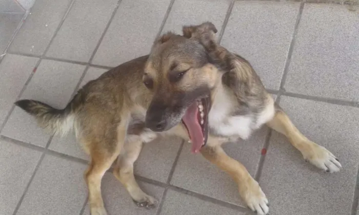Cachorro ra a SEM RAÇA DEFINIDA idade 2 anos nome BEM