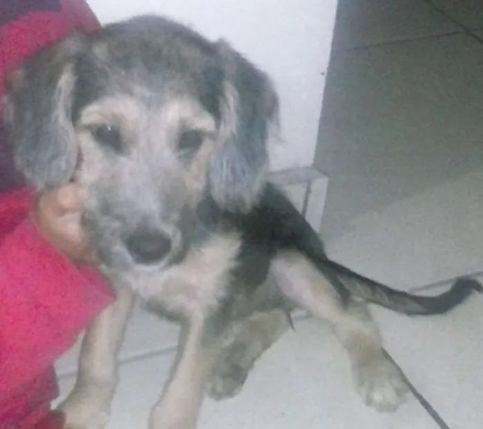 Cachorro ra a SRD idade 2 a 6 meses nome Fuffy