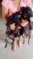 Costelinha