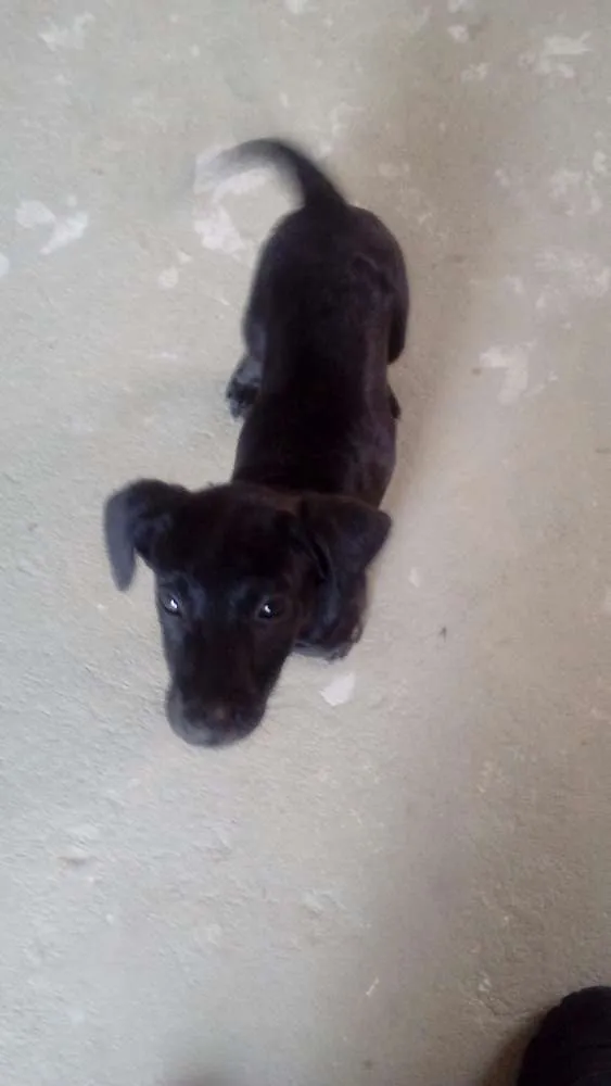 Cachorro raça Srd idade 2 a 6 meses nome Costelinha