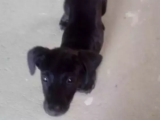 Cachorro raça Srd idade 2 a 6 meses nome Costelinha