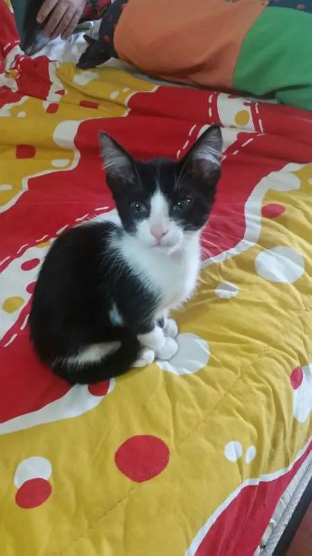 Gato ra a SRD idade 2 a 6 meses nome Sem nome