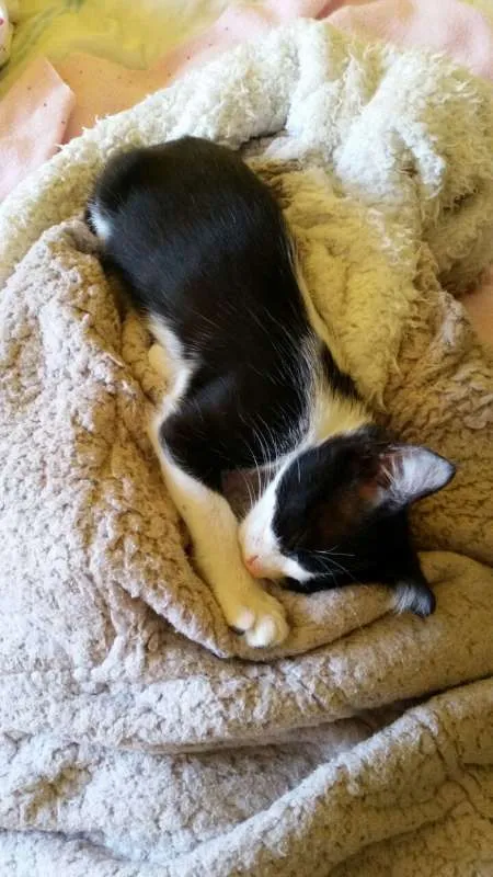 Gato ra a SRD idade 2 a 6 meses nome Sem nome