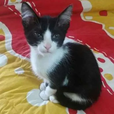 Gato ra a SRD idade 2 a 6 meses nome Sem nome