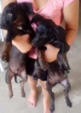 Costelinha