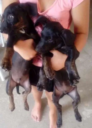 Cachorro raça Srd idade 2 a 6 meses nome Costelinha