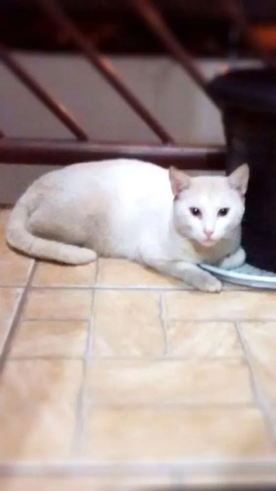 Gato raça Srd idade 5 anos nome Branco e preto e branco