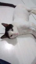 Branco e preto e branco