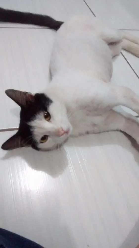 Gato raça Srd idade 5 anos nome Branco e preto e branco