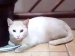 Gato raça Srd idade 5 anos nome Branco e preto e branco