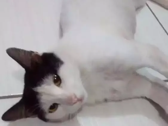 Gato raça Srd idade 5 anos nome Branco e preto e branco