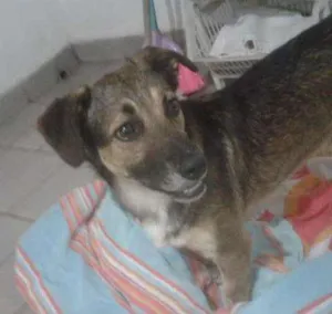 Cachorro raça SEM RAÇA DEFINIDA idade 2 anos nome BEM