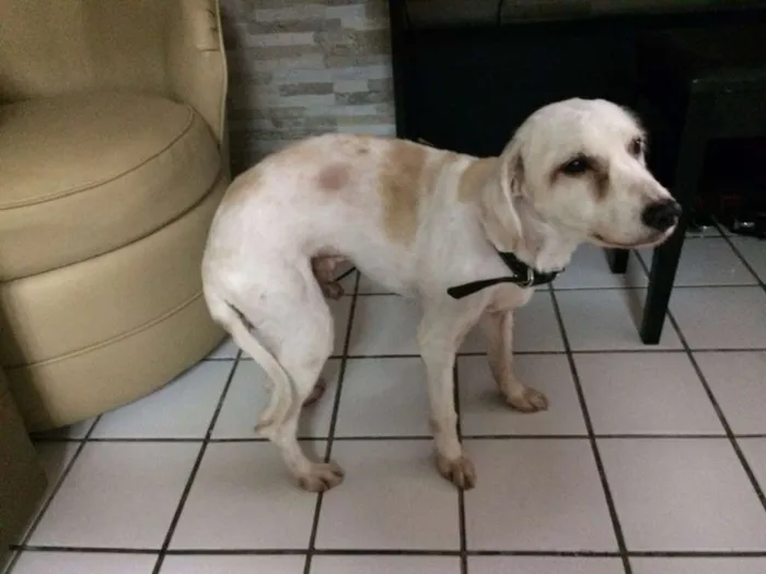 Cachorro ra a SRD idade 6 ou mais anos nome Luck
