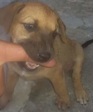 Cachorro raça Não sei idade Abaixo de 2 meses nome Não tem