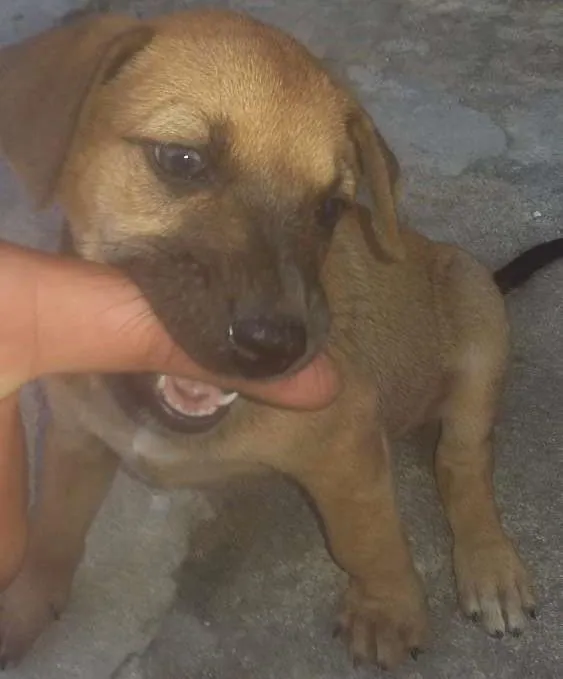 Cachorro ra a Não sei idade Abaixo de 2 meses nome Não tem