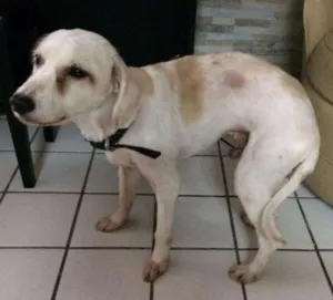 Cachorro raça SRD idade 6 ou mais anos nome Luck