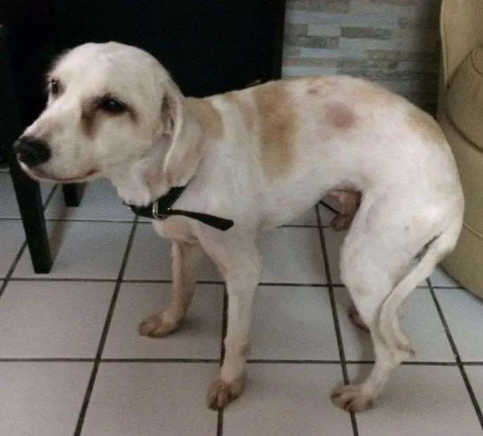 Cachorro ra a SRD idade 6 ou mais anos nome Luck