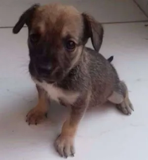 Cachorro raça Vira-lata idade Abaixo de 2 meses nome Marley 