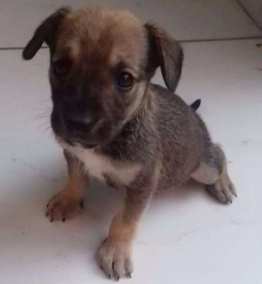 Cachorro ra a Vira-lata idade Abaixo de 2 meses nome Marley 