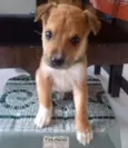 Dudu