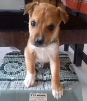 Cachorro raça Vira-late idade Abaixo de 2 meses nome Dudu