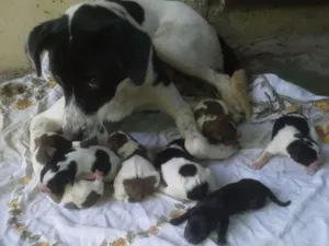 Cachorro raça Sem raça idade Abaixo de 2 meses nome Sem nome