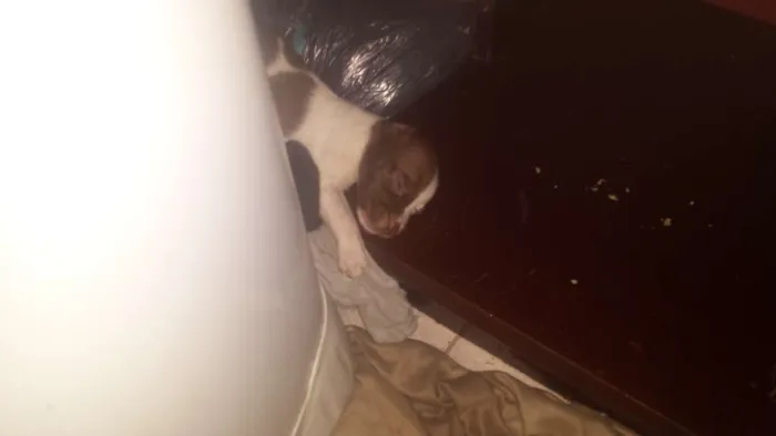 Cachorro raça Sem raça idade Abaixo de 2 meses nome Sem nome