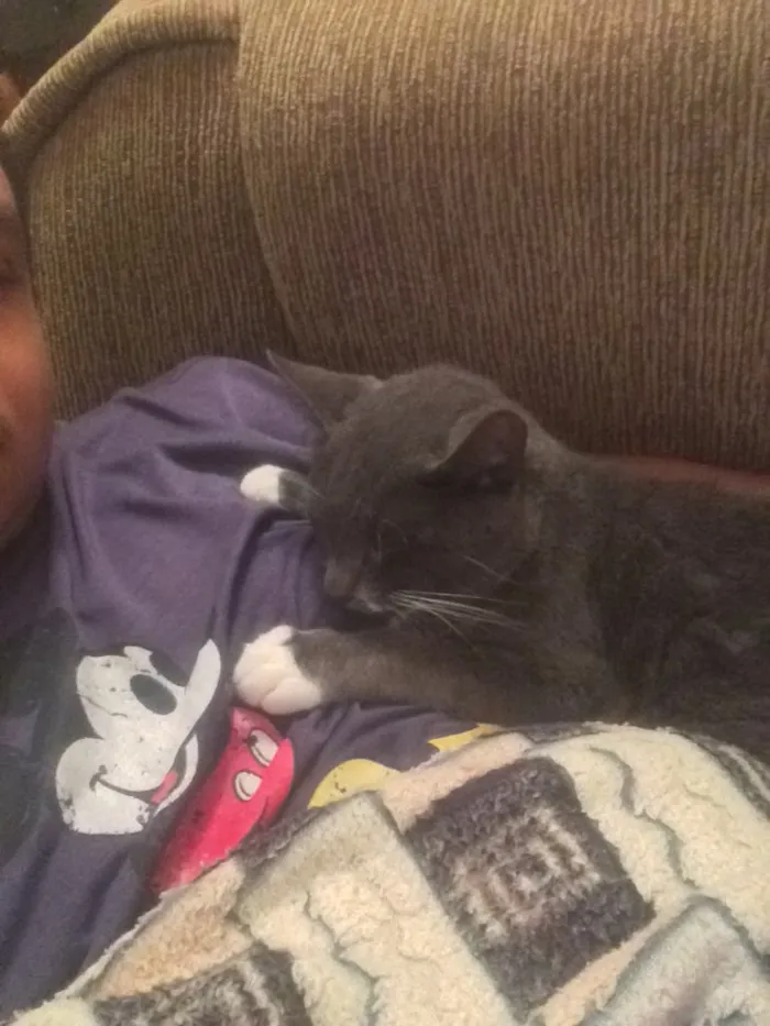 Gato ra a Indefinido. idade 1 ano nome Morticia