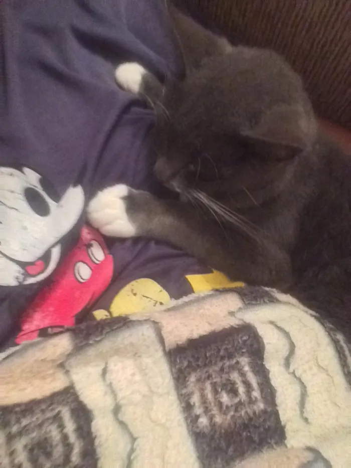 Gato ra a Indefinido. idade 1 ano nome Morticia
