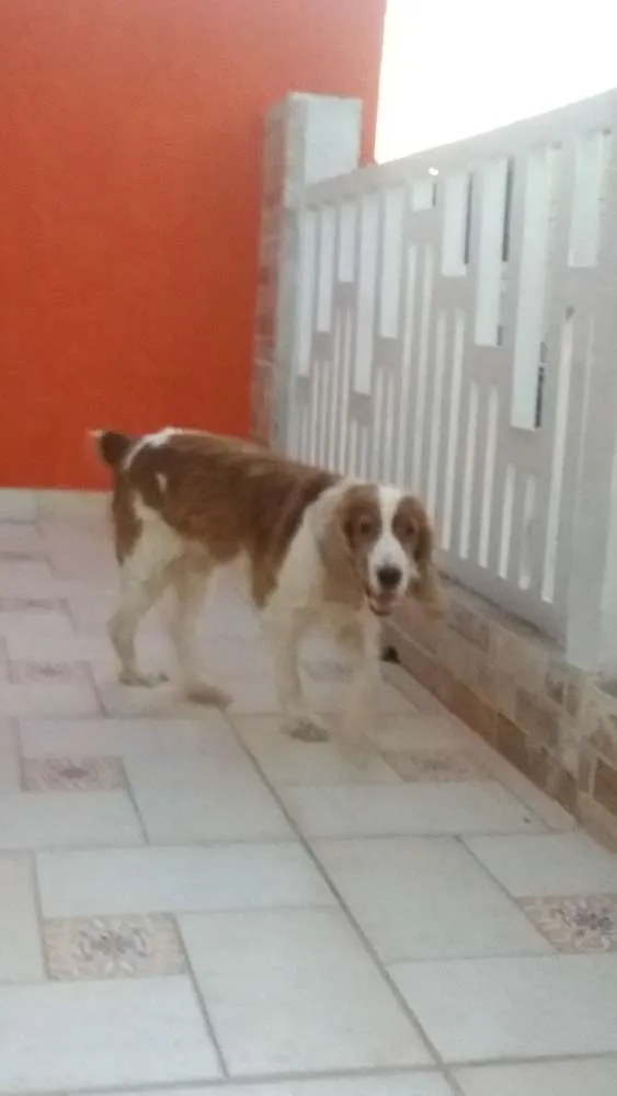 Cachorro ra a Cocker  idade 6 ou mais anos nome Botões 