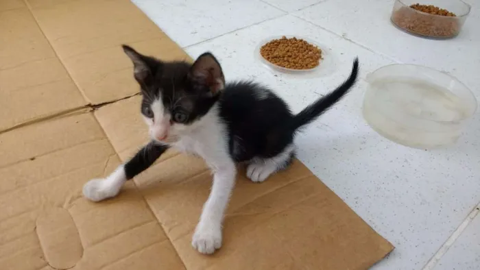 Gato ra a Vira lata idade 2 a 6 meses nome Mimi